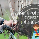 Подрязване на гроздето през есента за начинаещи...